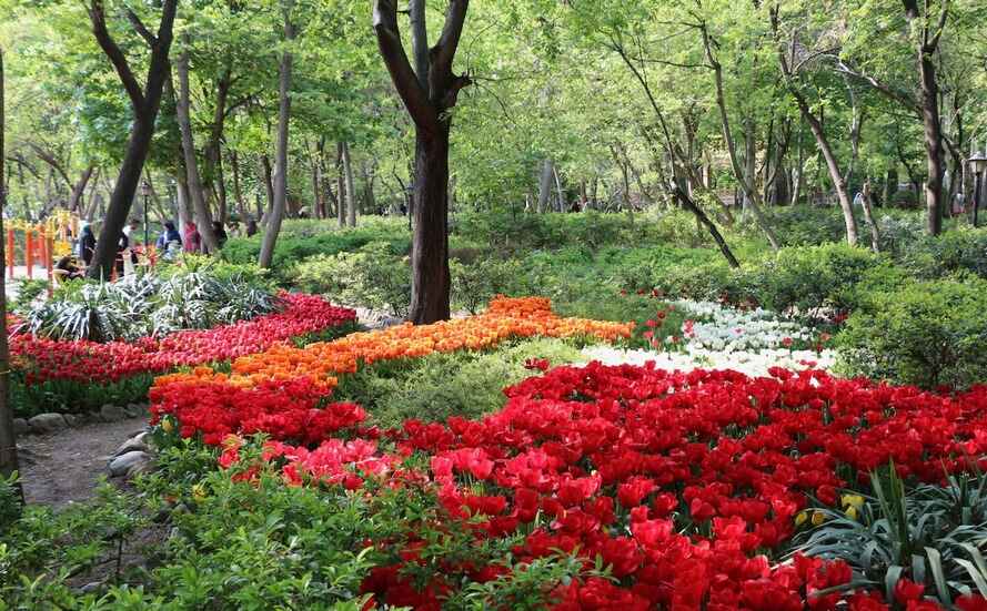 گل‌های لاله | باغ ایرانی تهران