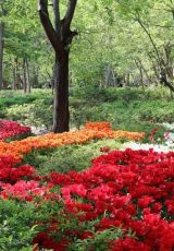 گل‌های لاله | باغ ایرانی تهران